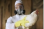 О выявлении вируса грипп птиц на птицеводческом предприятии ООО «Новые технологии»
