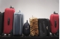  О пресечении попытки ввоза небезопасной продукции животного происхождения, перевозимой в ручной клади и багаже пассажиров в феврале в аэропортах Московского авиаузла