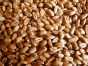 О нарушениях правил закупки зерна, выявленных проверкой организации в Тульской области 