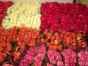  О выявлении западного (калифорнийского) цветочного трипса в срезах цветов роз, происхождением Кения