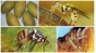 О предотвращении ввоза плодов манго, зараженных карантинным для РФ объектом