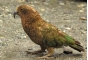О причинах возврата попугая Кеа, поступившего из Германии