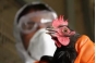 О выявлении вируса гриппа птиц в Ногинском муниципальном районе Московской области