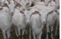  О причинах приостановления оформления партии племенных коз, поступивших на СВХ АО «Москва-Карго» из США