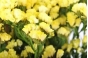  О выявлении западного (калифорнийского) цветочного трипса в срезах цветов статицы, происхождением Италия