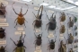 О причинах возврата коллекции чучел жуков, поступивших из Японии в Московский аэропорт «Шереметьево»