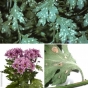 О выявлении карантинного заболевания в срезах цветов хризантем, происхождением Эквадор
