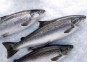 О причинах приостановления оформления партии охлажденной рыбы, поступившей на СВХ ООО «Москва-Карго» из Камчатского края