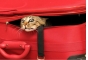 О запрете погрузки кота, поступившего для отправки в Турцию из пассажирского терминала международного аэропорта «Домодедово»