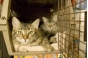 О причинах запрета отправки в Малайзию двух кошек, поступивших на СВХ ОАО «Домодедово-Карго»