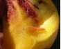 О пресечении попытки ввоза персиков свежих, заражённых карантинным объектом, из Республики Таджикистан