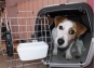 О причинах запрета погрузки собаки на борт самолета в аэропорту «Внуково»