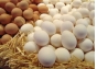 О причинах приостановления оформления партии инкубационных куриных яиц, поступившей из Германии на склад временного хранения в Московской области