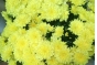 О выявлении карантинного для РФ объекта в срезах цветов кустовых хризантем, происхождением Дания
