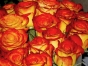 О выявлении карантинного для РФ объекта в срезах цветов розы, происхождением Кения