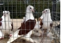 О причинах возврата 200 живых голубей, поступивших в аэропорт «Домодедово из Республики Армения