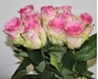 О выявлении карантинного для РФ объекта в срезах цветов роз, происхождением Эквадор