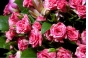 О выявлении карантинного для РФ объекта в срезах цветов роз, происхождением Кения