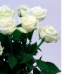 О выявлении карантинного для РФ объекта в срезах цветов розы, происхождением Италия