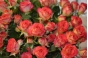 О выявлении карантинного для РФ объекта в срезах цветов розы, происхождением Италия