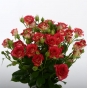 О выявлении карантинного для РФ объекта в срезах цветов роз, происхождением Кения