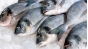 О причинах возврата партии охлажденной рыбы, поступившей с нарушениями ветеринарного законодательства  на СВХ ООО «Внуково-Карго» из Морокко
