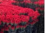 О выявлении западного (калифорнийского) цветочного трипса в срезах цветов гвоздики, происхождением Италия