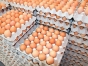 О причинах приостановления оформления партии инкубационных яиц, поступивших из Франции в Московский регион