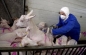 Об эпизоотической ситуации по оспе овец и коз на территории Московской области