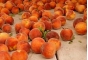 О выявлении карантинного для РФ объекта в персиках свежих, поступивших из Республики Азербайджан