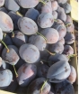 Россельхознадзор выявил восточную плодожорку в сливах свежих, поступивших из Республики Молдова в Московский регион 