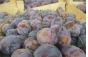 Россельхознадзор выявил восточную плодожорку в сливах свежих, поступивших из Республики Молдова в Московский регион