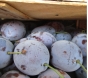 Россельхознадзор выявил восточную плодожорку в сливах свежих, поступивших из Республики Молдова в Московский регион