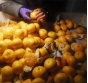 Россельхознадзор выявил восточную плодожорку в мандаринах свежих, поступивших из Турецкой Республики в Московский регион
