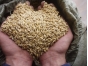 Индивидуальный предприниматель в Московской области привлечен к ответственности за нарушение требований Технического регламента Таможенного союза «О безопасности зерна»