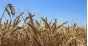 Россельхознадзор выдал предписание о прекращении действия декларации о соответствии на крупную партию зерна предприятию в Московской области