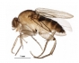 Внимание! Опасный карантинный вредитель – многоядная муха-горбатка (Megaselia scalaris (Loew))