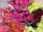 В срезах цветов роз, происхождением Кения, выявлен карантинный для РФ объект