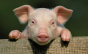 Причины приостановления Управлением Россельхознадзора по городу Москва, Московской и Тульской областям 320 племенных свиней, поступивших из Дании