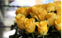 Управлением Россельхознадзора по городу Москва, Московской и Тульской областям выявлен карантинный для РФ объект в срезах цветов розы, происхождением Кения