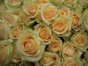 В срезах цветов роз, происхождением Нидерланды, выявлен карантинный для РФ объект