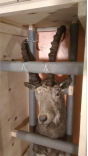 Причины возврата чучела Сибирского горного козла, поступившего из Казахстана в Московский регион
