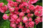В срезах цветов роз кустовых, происхождением Кения, выявлен карантинный для РФ объект