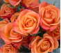 В срезах цветов роз, происхождением Эфиопия, выявлен карантинный для РФ объект