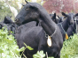 Причины приостановления оформления племенных коз и козлов, поступивших в Московский регион из Австралии
