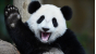 В Московский зоопарк под контролем Управления Россельхознадзора по городу Москва, Московской и Тульской областям поступили две панды