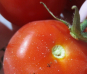 Россельхознадзор выявил Южноамериканскую томатную моль при досмотре партии томатов из Туркмении