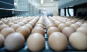 Причины приостановления оформления партии инкубационных яиц, поступившей из Германии