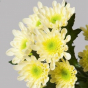 В срезах цветов кустовых хризантем происхождением Нидерланды выявлен карантинный для РФ объект