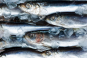 Нарушения Технического регламента Таможенного Союза, выявленные Россельхознадзором при досмотре партий рыбной продукции на железнодорожных станциях за июнь – август 2019 года